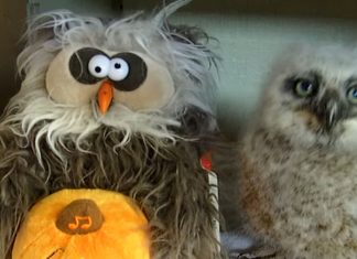 owl-toy