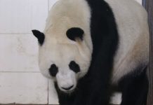 panda-birth