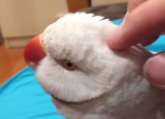 parrot-chat