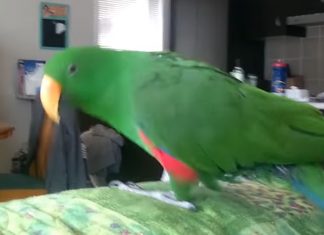 parrot-stuns