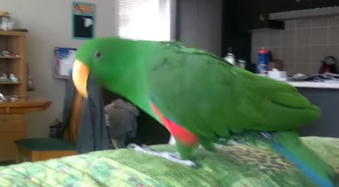 parrot-stuns