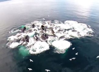 whale-hunt