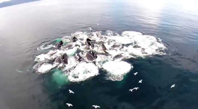 whale-hunt