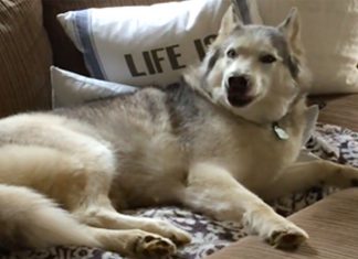 zeus-couch