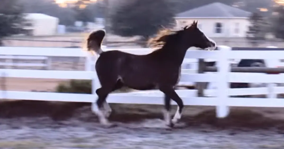 arabian-filly-ballerina