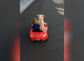 baby-and-pup-car