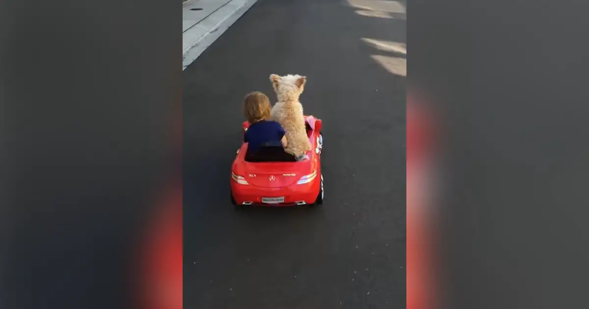 baby-and-pup-car
