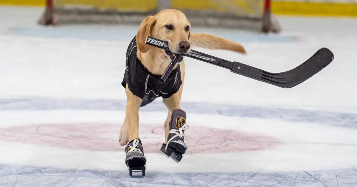 benny ice skater