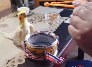 birdie-drums
