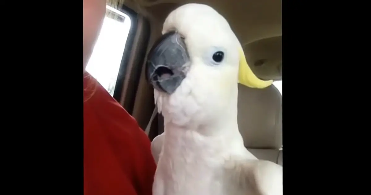 cockatoo-plays-peekaboo