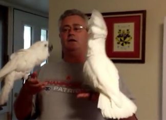 cockatoos-child-song