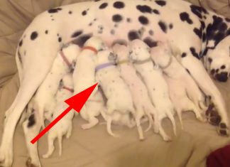 dalmatians-lunch