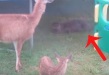 deer-and-otter