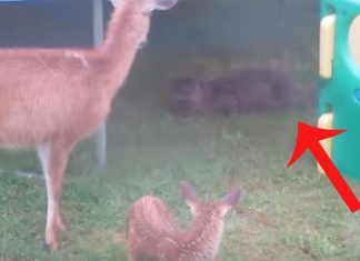 deer-and-otter