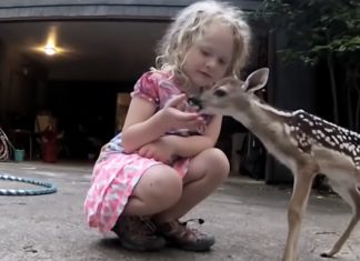 deer whisperer
