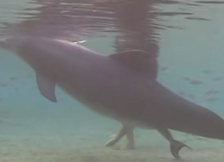 dolphin-birth-underwater