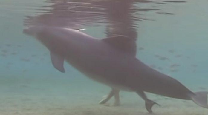 dolphin-birth-underwater
