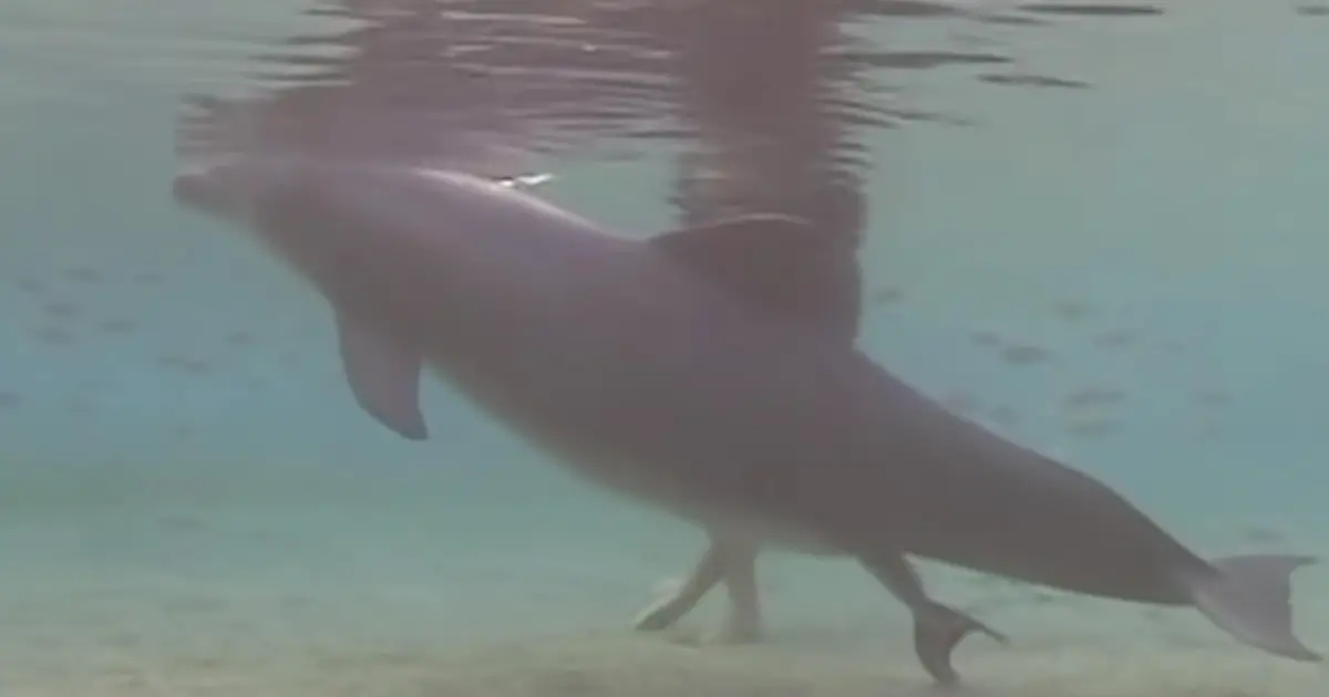 dolphin-birth-underwater