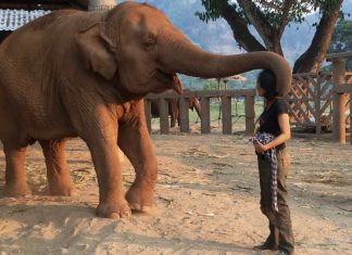 elephant hug