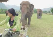 elephants follow bike