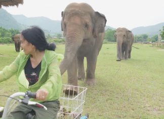 elephants follow bike