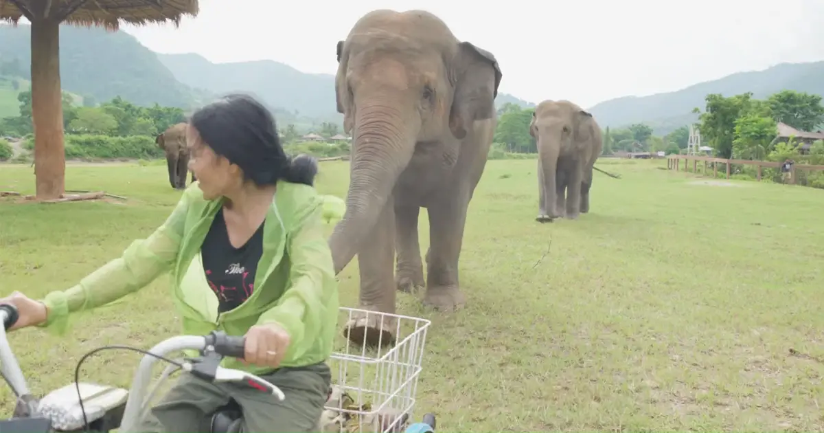 elephants follow bike