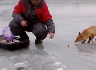 fox and fishermen