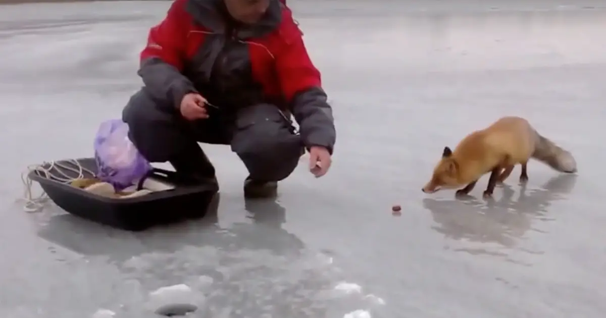 fox and fishermen