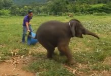 giggling baby elephant