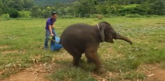 giggling baby elephant