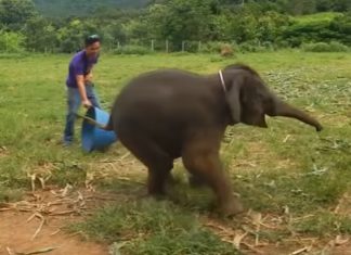 giggling baby elephant