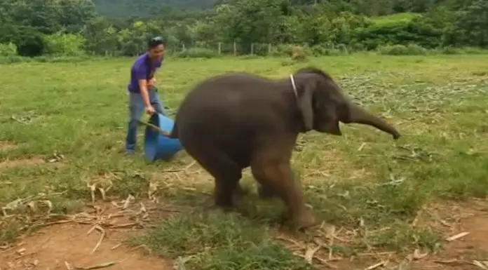 giggling baby elephant