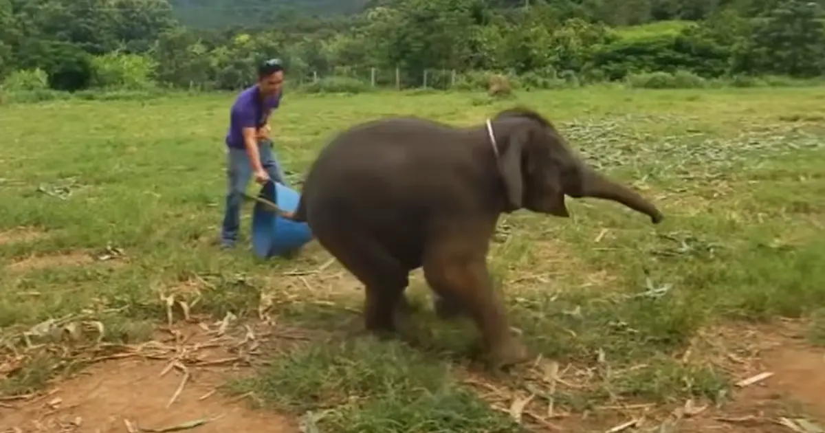giggling baby elephant