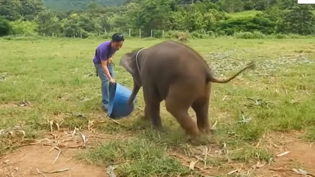 giggling elephant