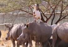goats and rhinos