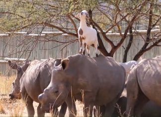 goats and rhinos