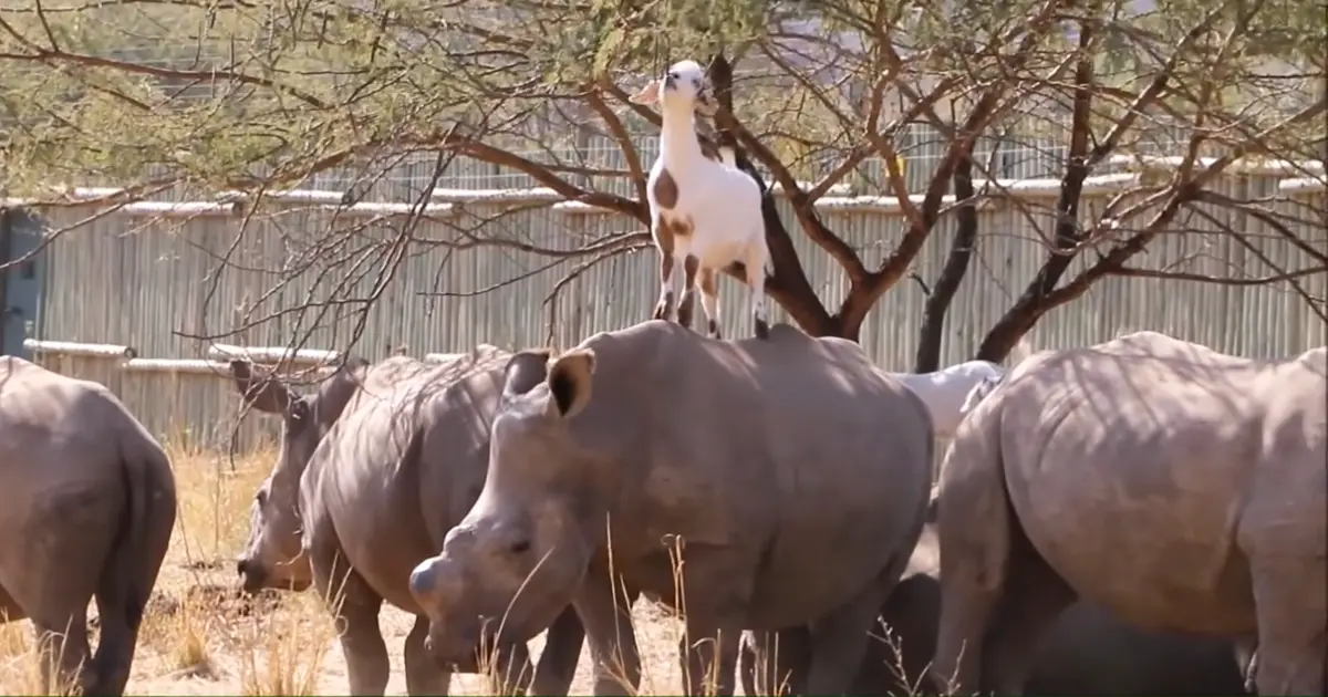 goats and rhinos