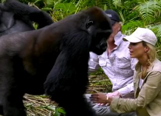 gorilla-meet-wife