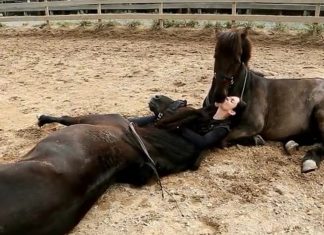 horse-human-bond