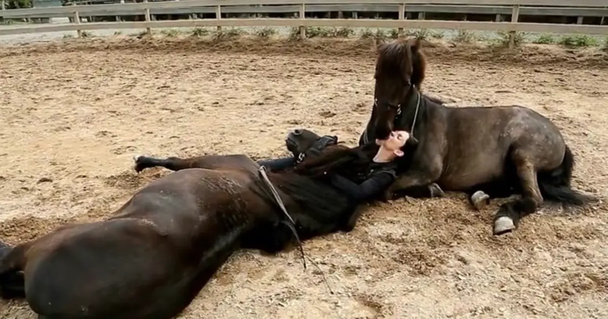 horse-human-bond