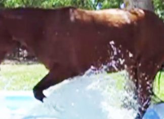 horse-in-pool