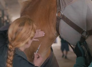horse-slaughter-gentle-giants
