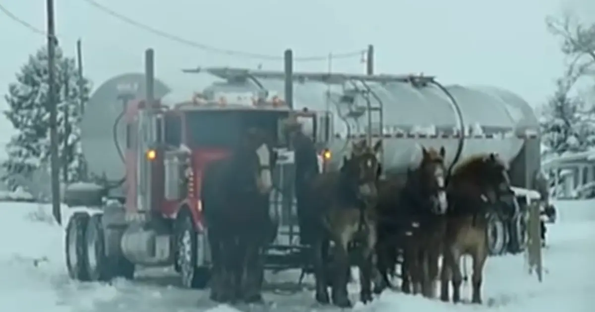 horses-and-truck