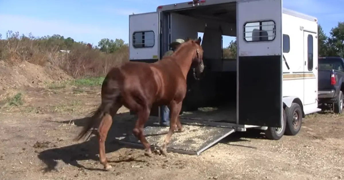 horses-rescue-harps