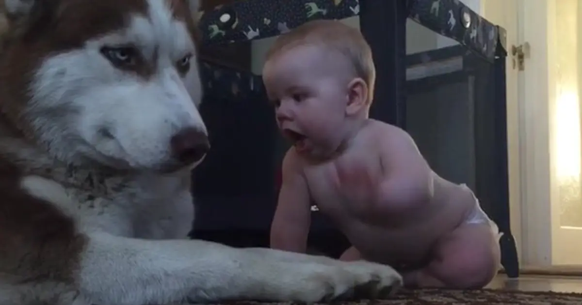 husky-baby-playing