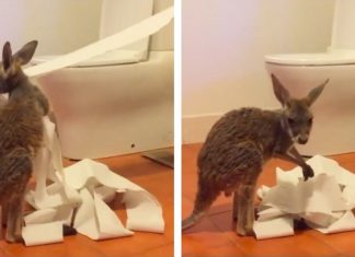 indi toilet paper