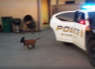 k9 puppy