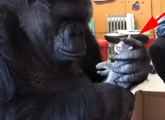 koko-and-kittens