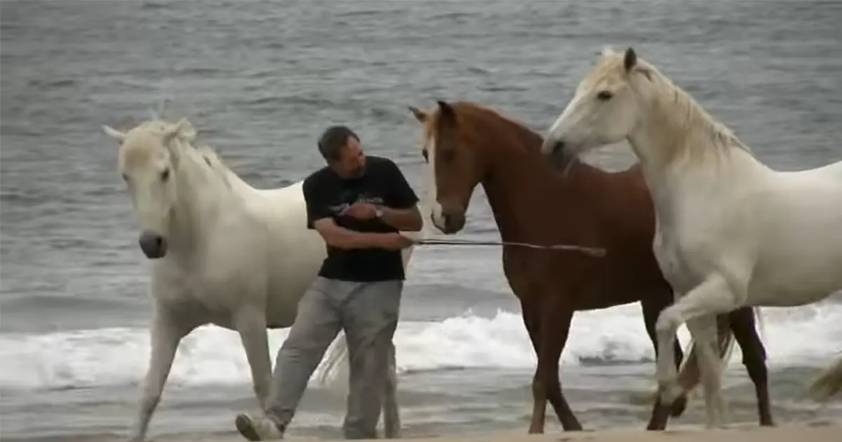 lichman-horses-beach
