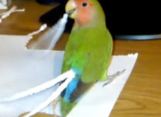 lovebirds-tail